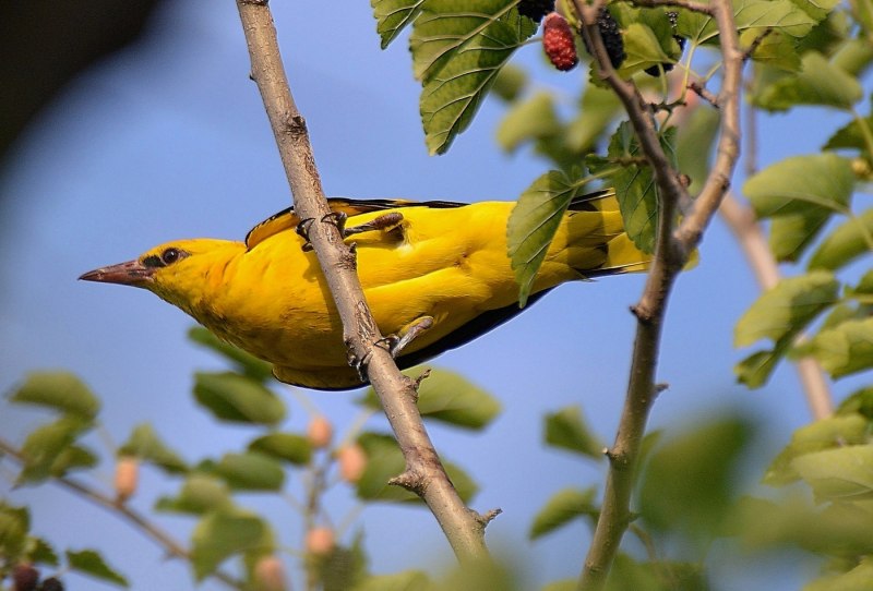 Oriolus Oriolus