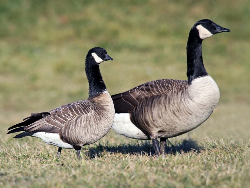 Канадская казарка Branta canadensis