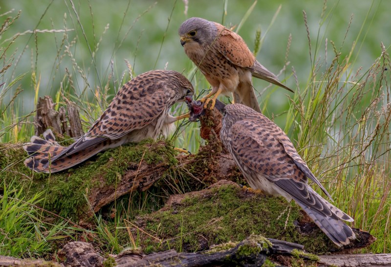 Грей Hawk