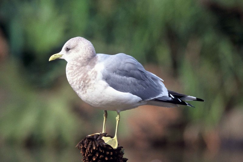 Rhyacornis fuliginosa