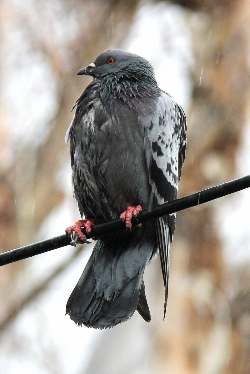 Желтоногий голубь Columba pallidiceps