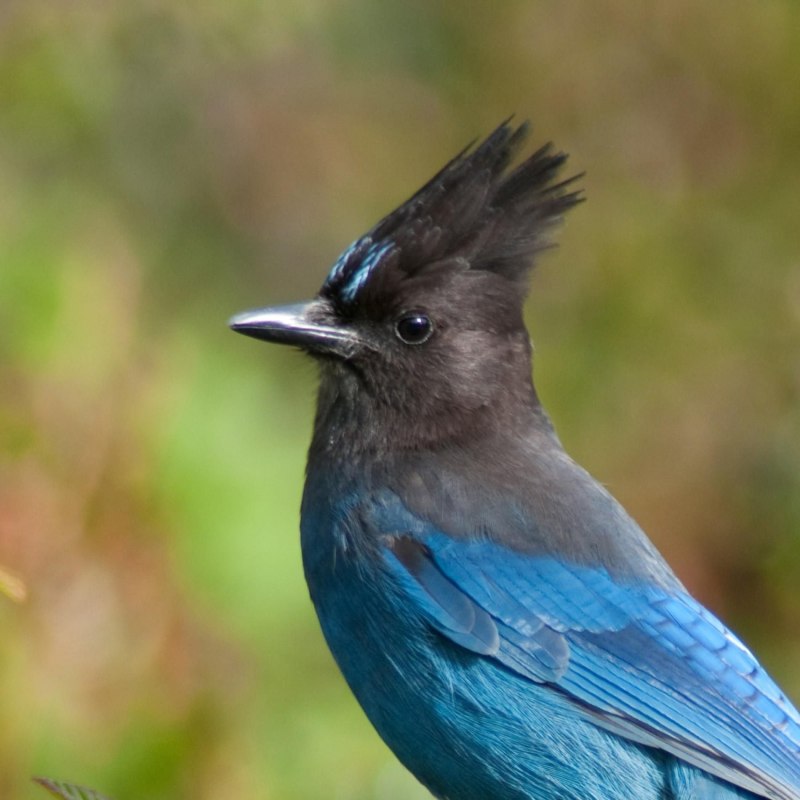 Обыкновенная сизоворонка Coracias garrulus