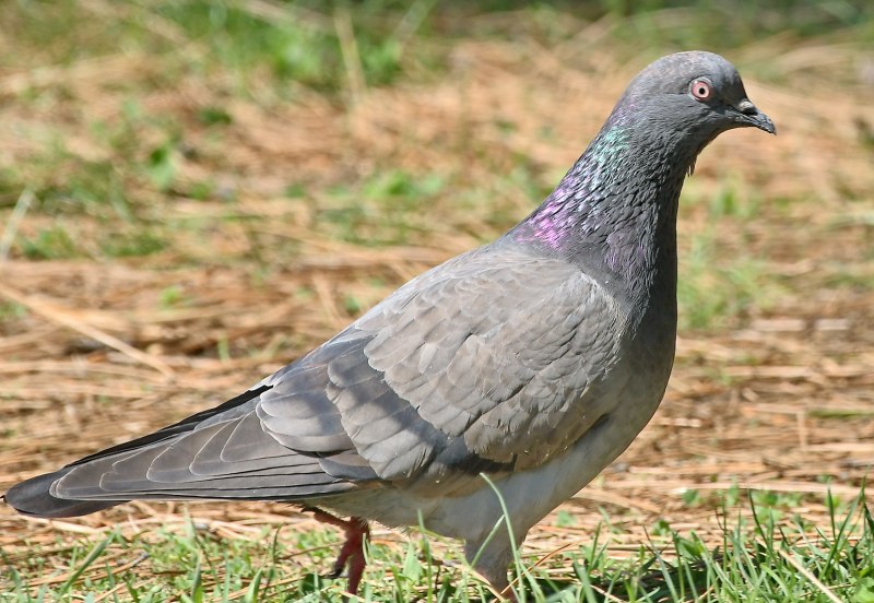 Rhyacornis fuliginosa