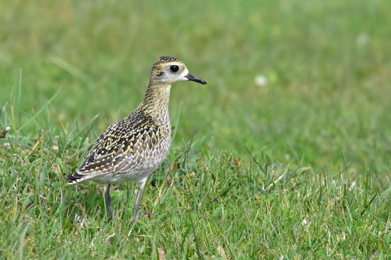 Золотистые ржанки (Pluvialis apricaria)