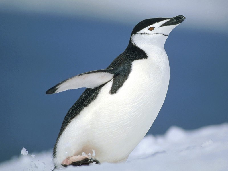 Антарктический Пингвин (Pygoscelis Antarctica)