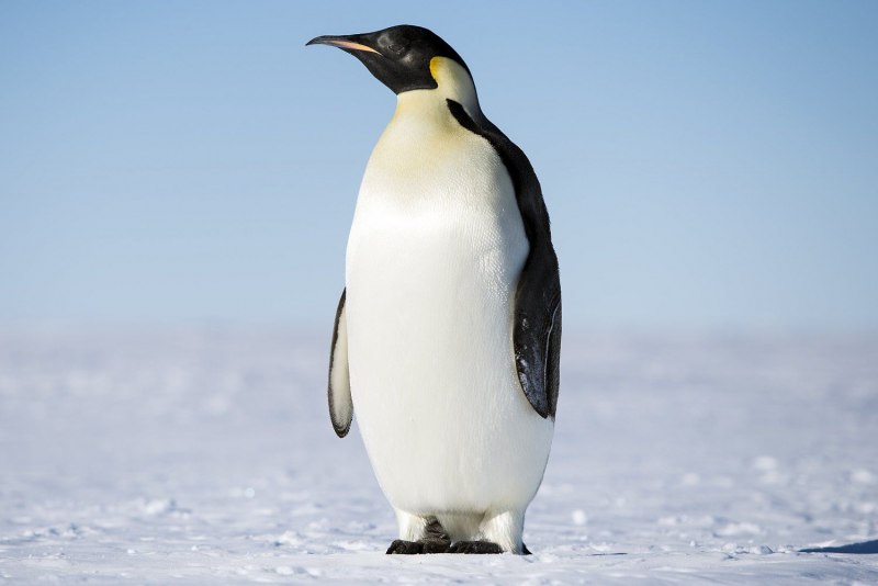 Пингвин птицы для детей (52 фото)