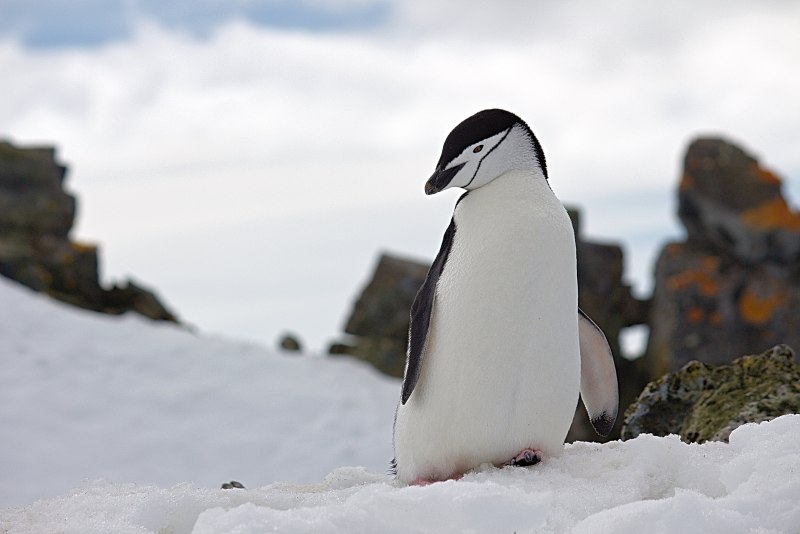 Антарктический Пингвин (Pygoscelis Antarctica)