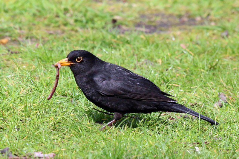 Дрозд чёрный (turdus Merula)
