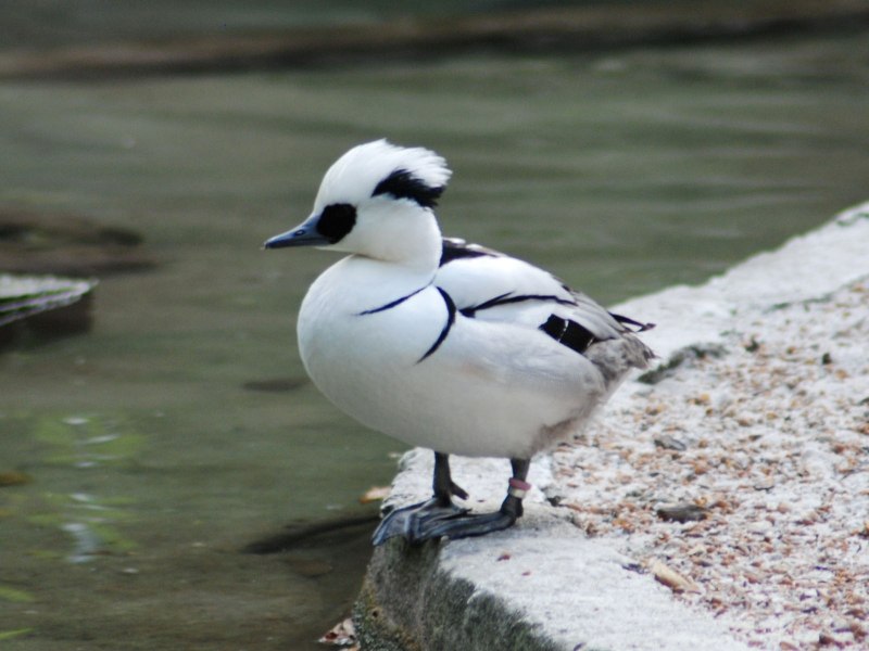 Луток Mergellus albellus