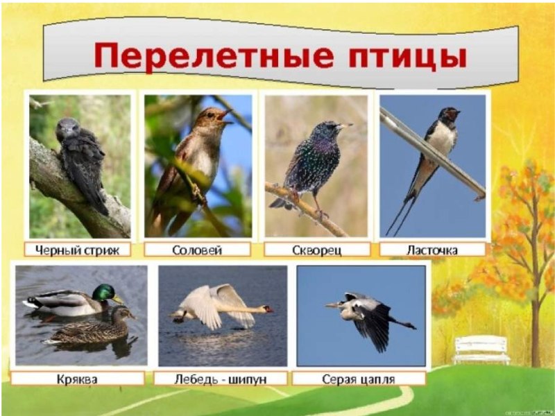 Перелетные птицы Красноярского края для детей