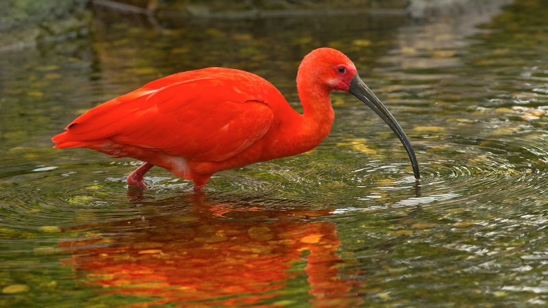 Scarlet ibis