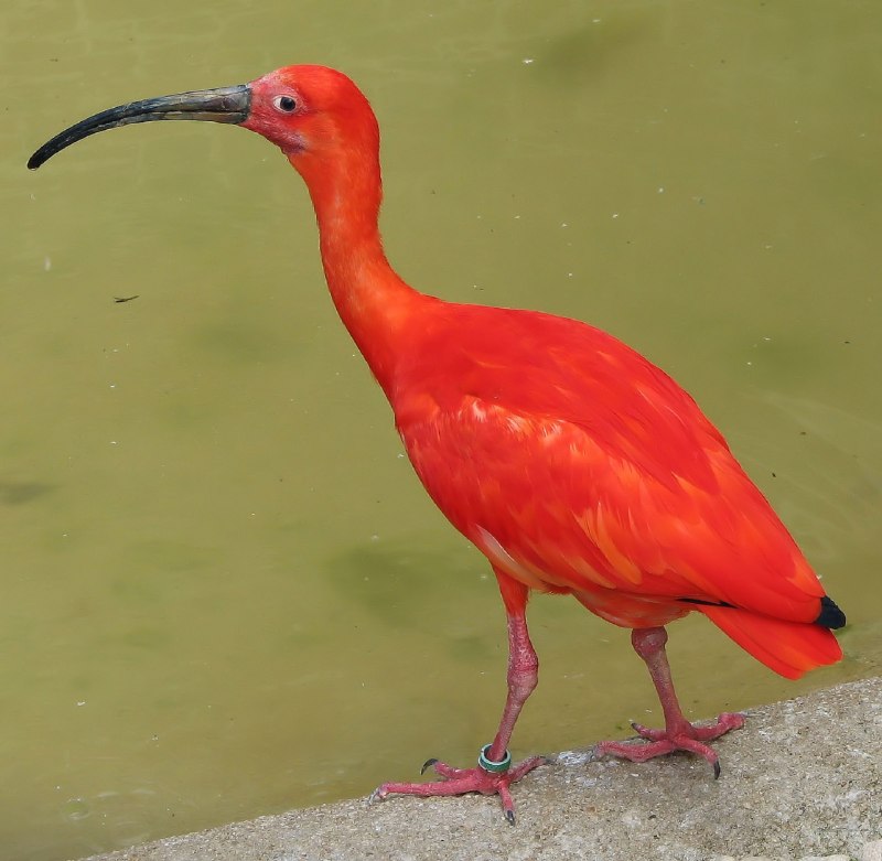 Ибисы Южной Америки