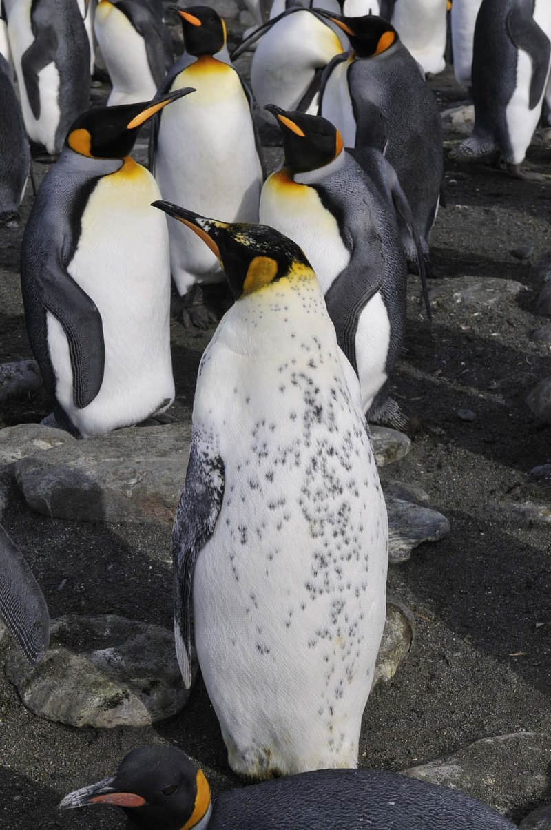King Penguin