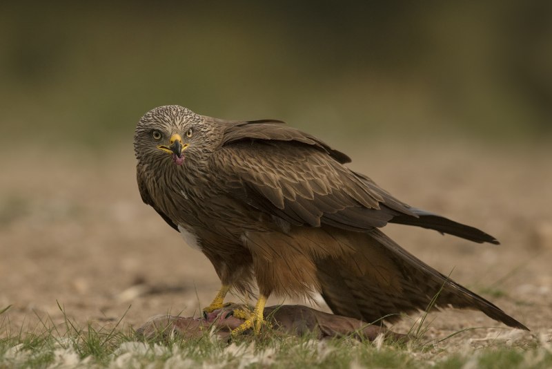 Black Kite Milvus Migrans