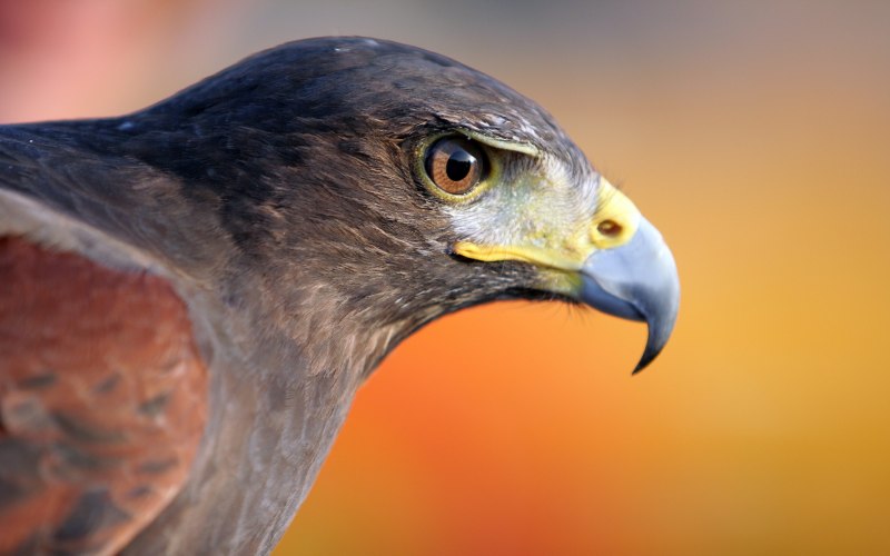 Falco subniger — чёрный Сокол