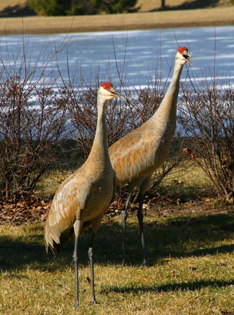Grus canadensis