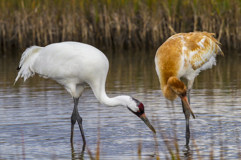 Sandhill Crane cam