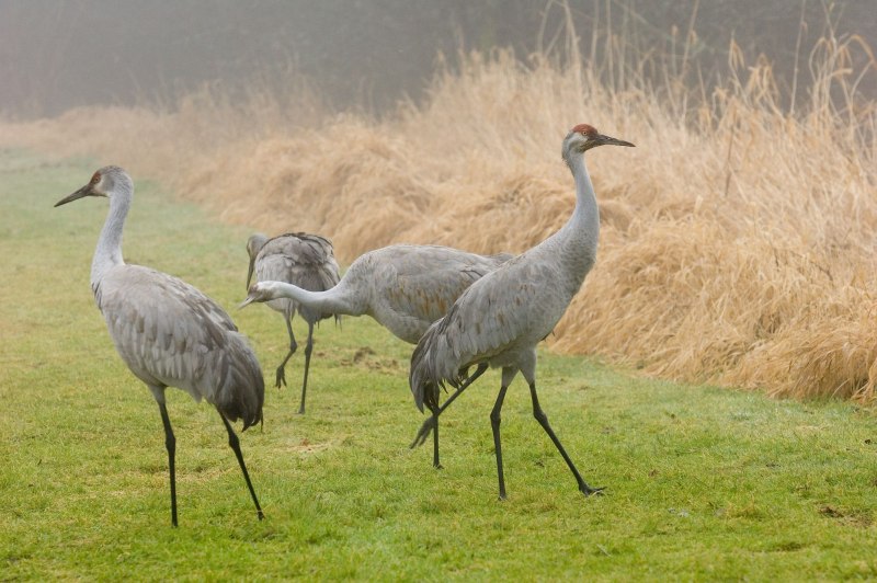 Grus canadensis
