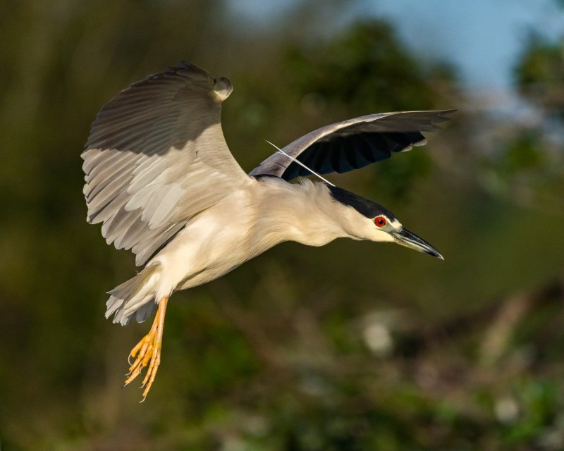 Ardea herodias