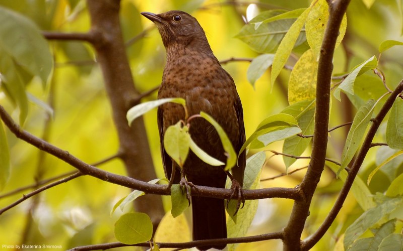 Свиристель обыкновенный (Bombycilla garrulus)