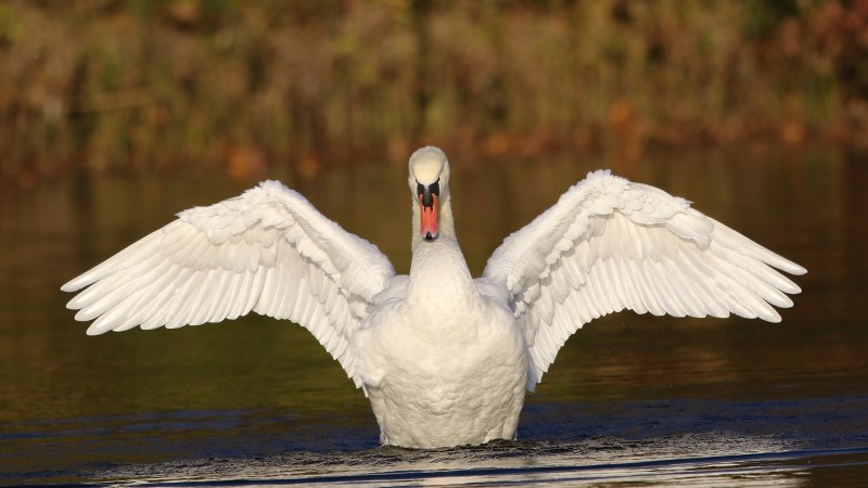 Лебедь с расправленными крыльями (52 фото)
