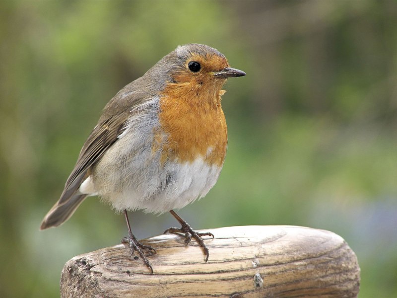 Erithacus rubecula