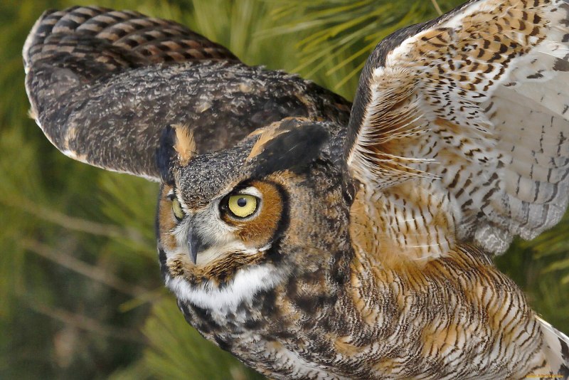 Виргинский Филин (Bubo virginianus)