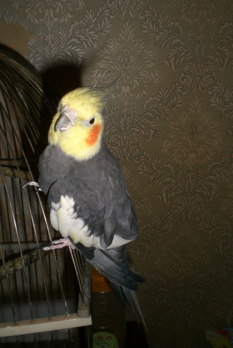 Попугайчик Рома