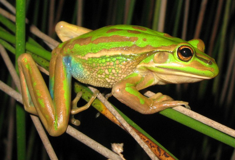 Bufo Bufo окраска в период размножения