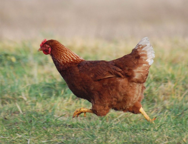 Куры Cochin Bantam