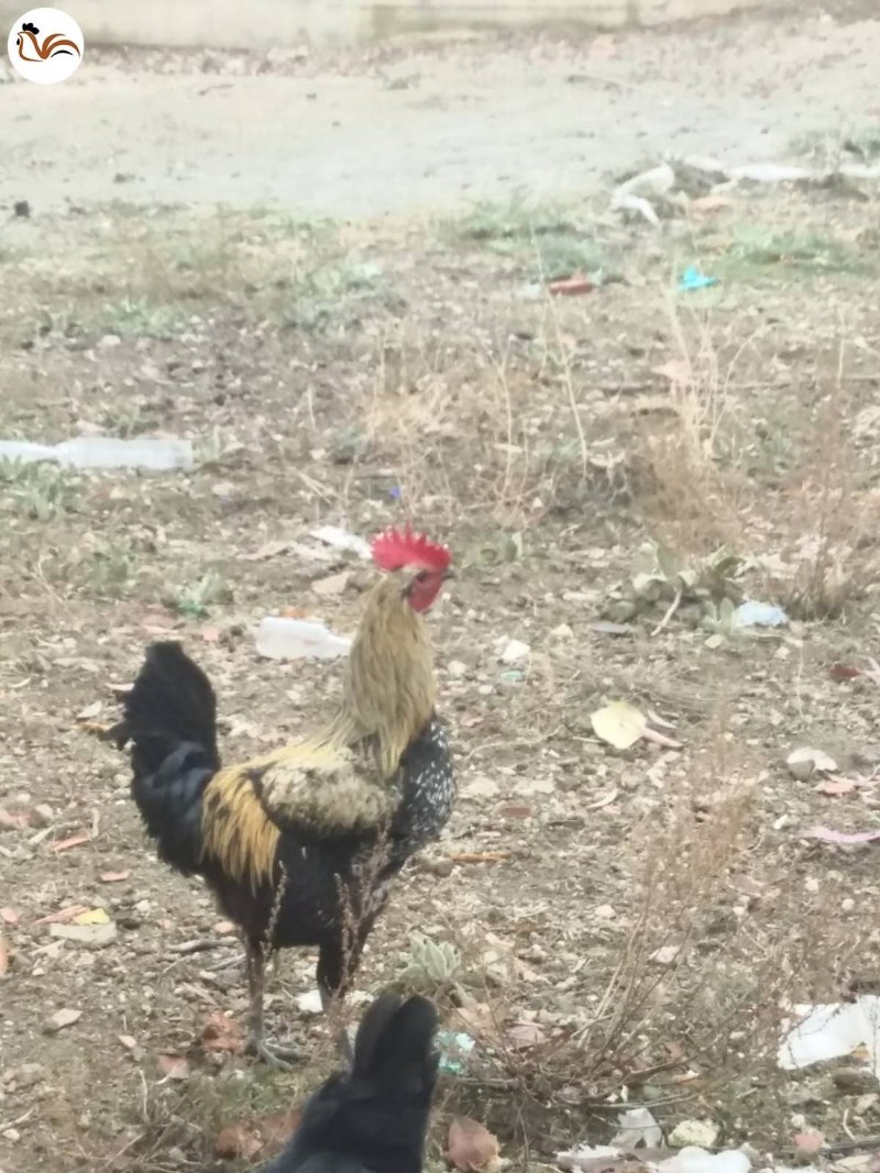 Куры породы султанка