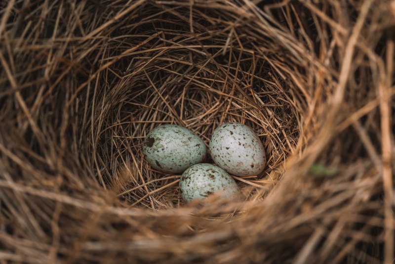 Bird Egg Birth