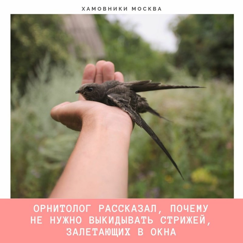 Птенец стрижа слеток