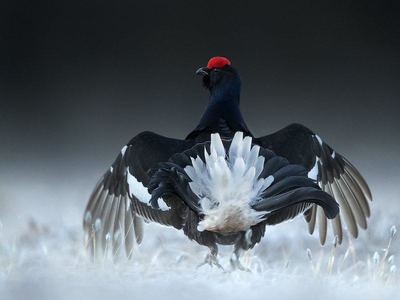 Black Grouse