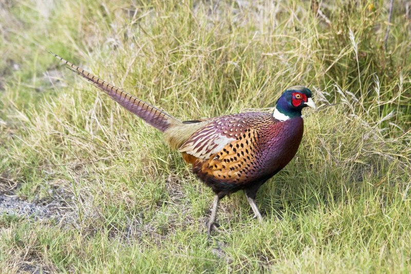 Таджикский фазан Phasianus colchicus BIANCHII