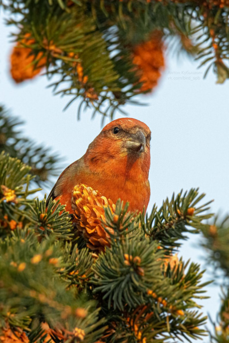 Клёст-Сосновик Loxia pytyopsittacus