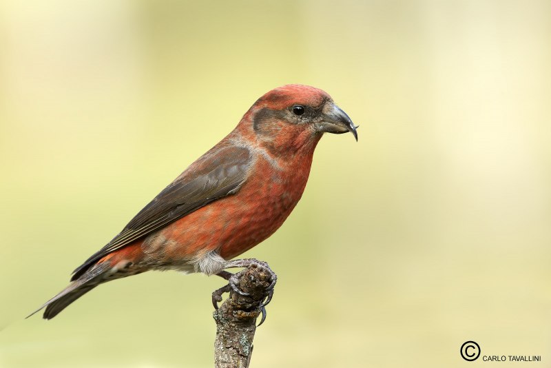 Клёст-Сосновик Loxia pytyopsittacus