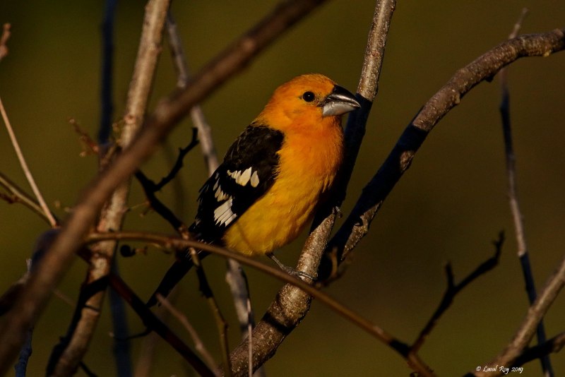 Cardinalis phoeniceus