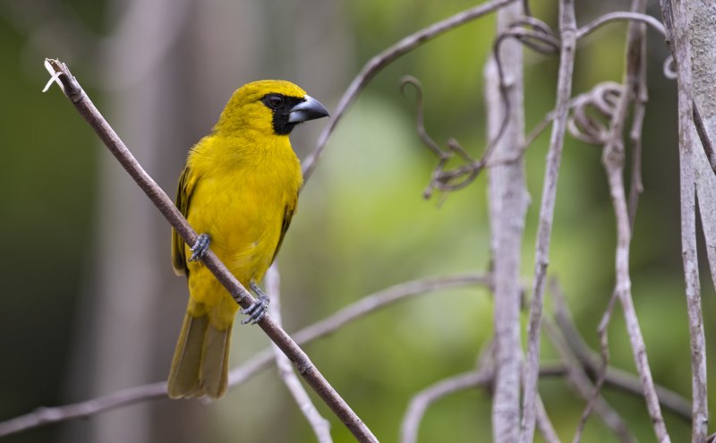 Rare Yellow photos
