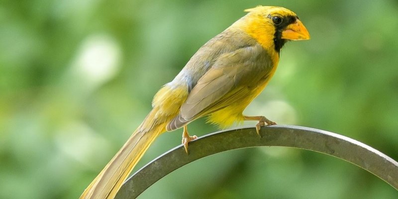 Yellow Cardinal