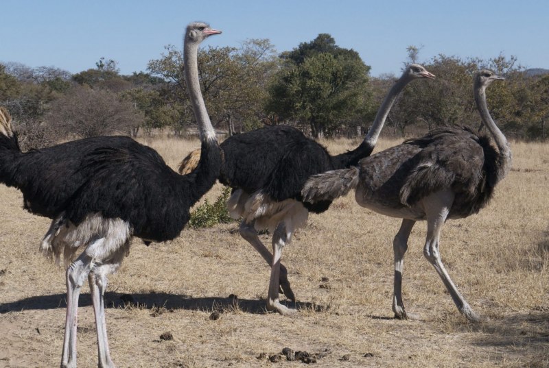 Struthio Camelus
