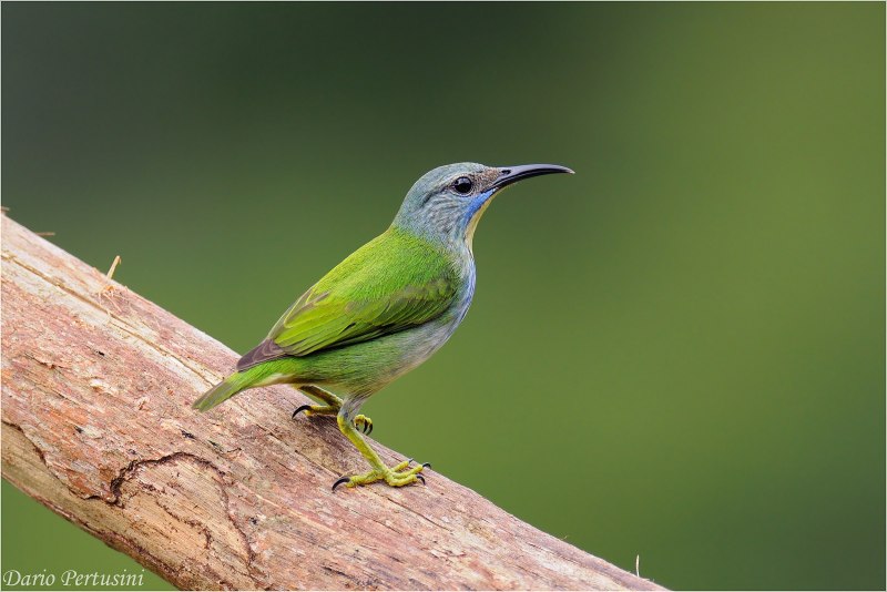 Honeycreeper