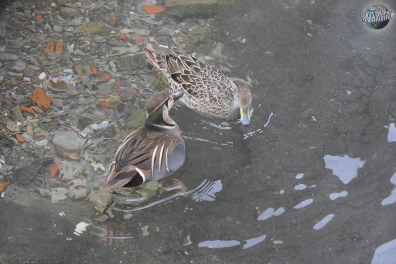 The Green-Winged Teal (Anas carolinensis or Anas crecca carolinensis)
