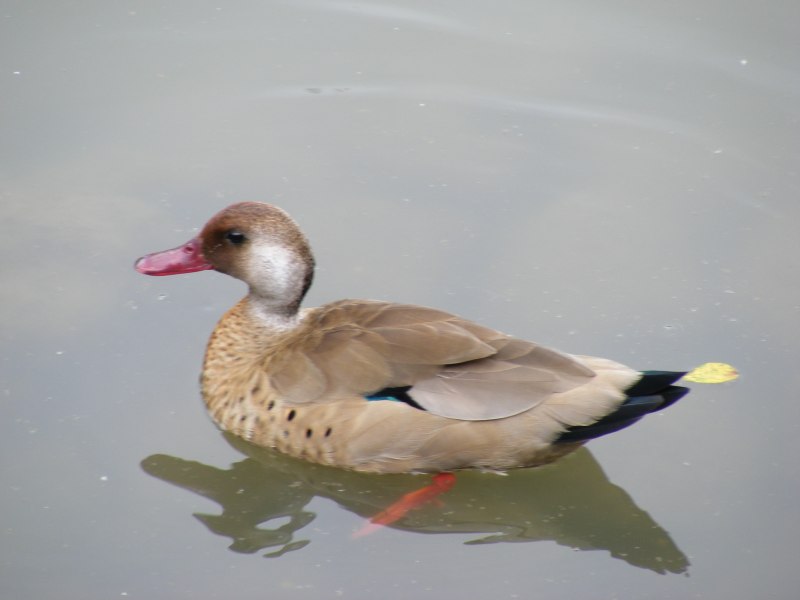 Baikal Teal