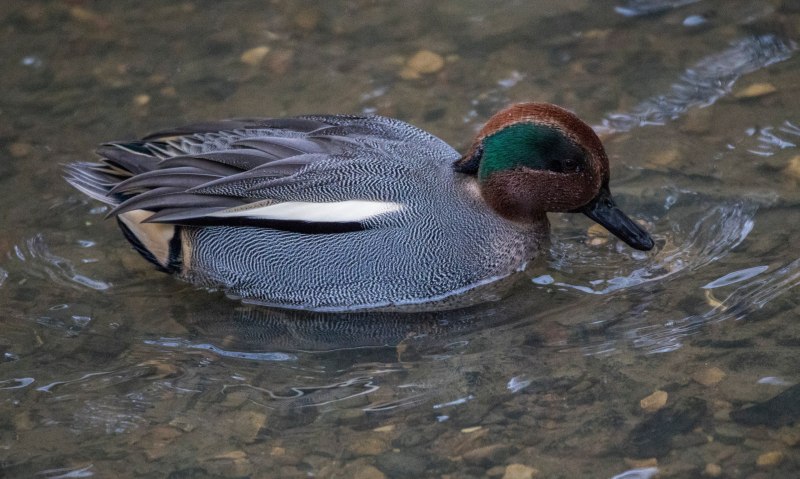 Amazonetta Brasiliensis