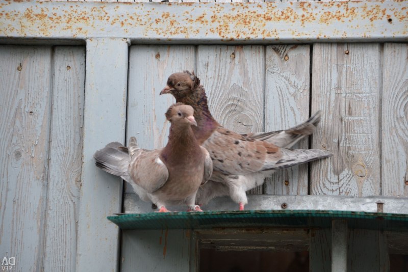 Бакинских мраморных голубей (45 фото)