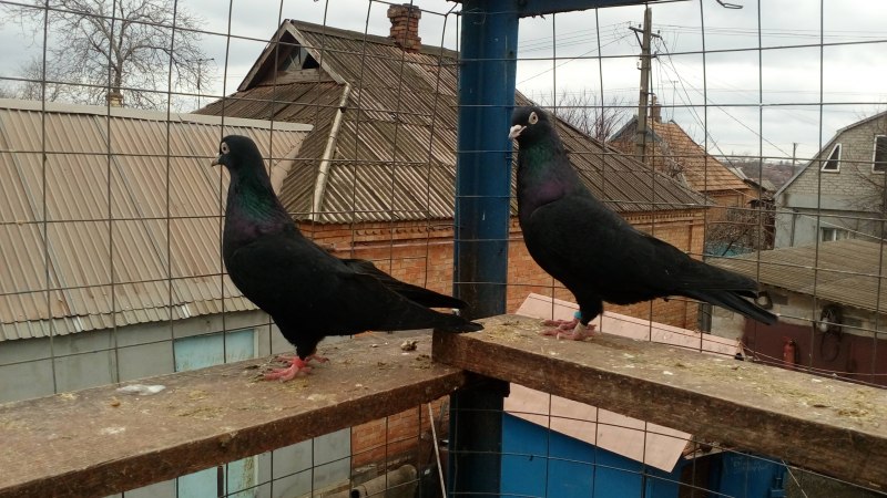 Голуби Бакинские бойные черные