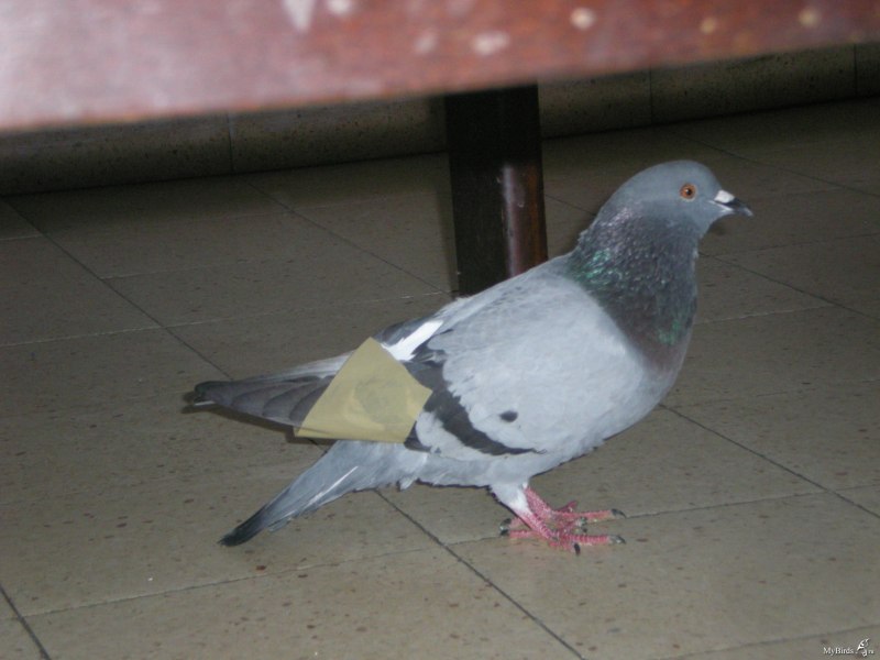 Голуби бакинцы сизые