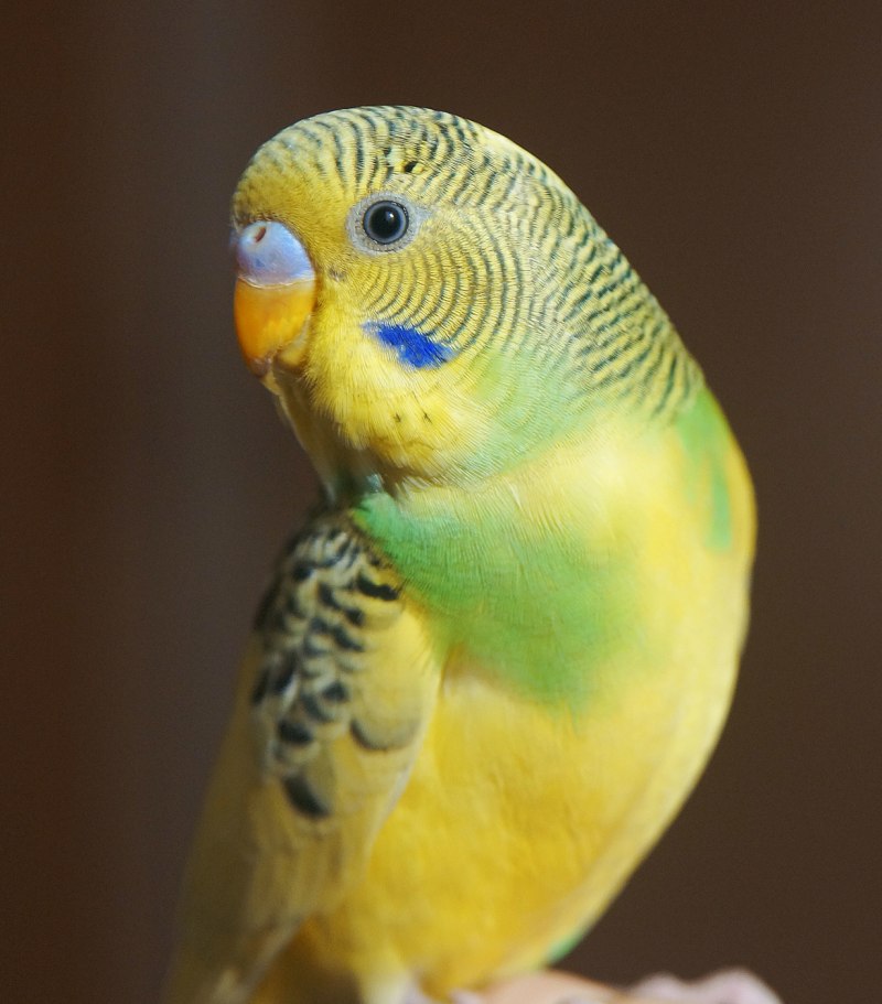 Lineolated Parakeet