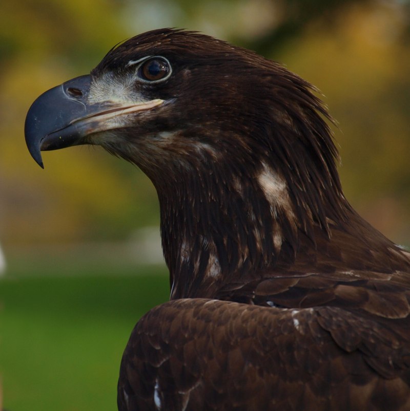 Хищные птицы Birds of Prey